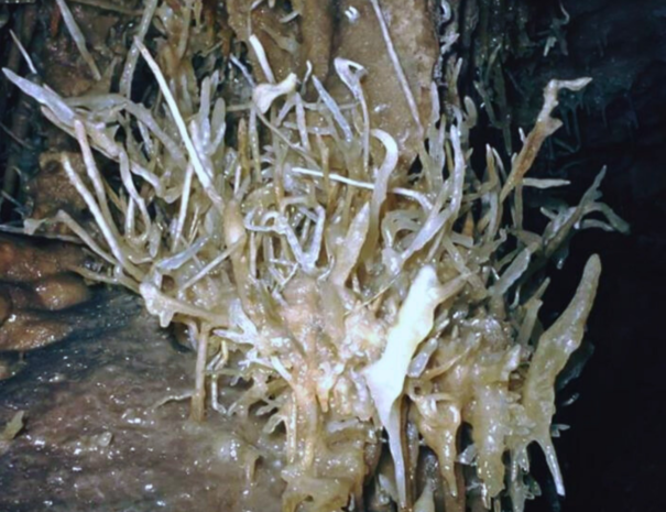 entrada universitaris