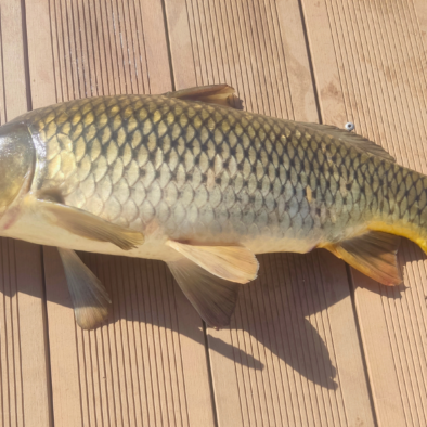 Ejemplar de carpa pescado en Benifallet en junio de 2024